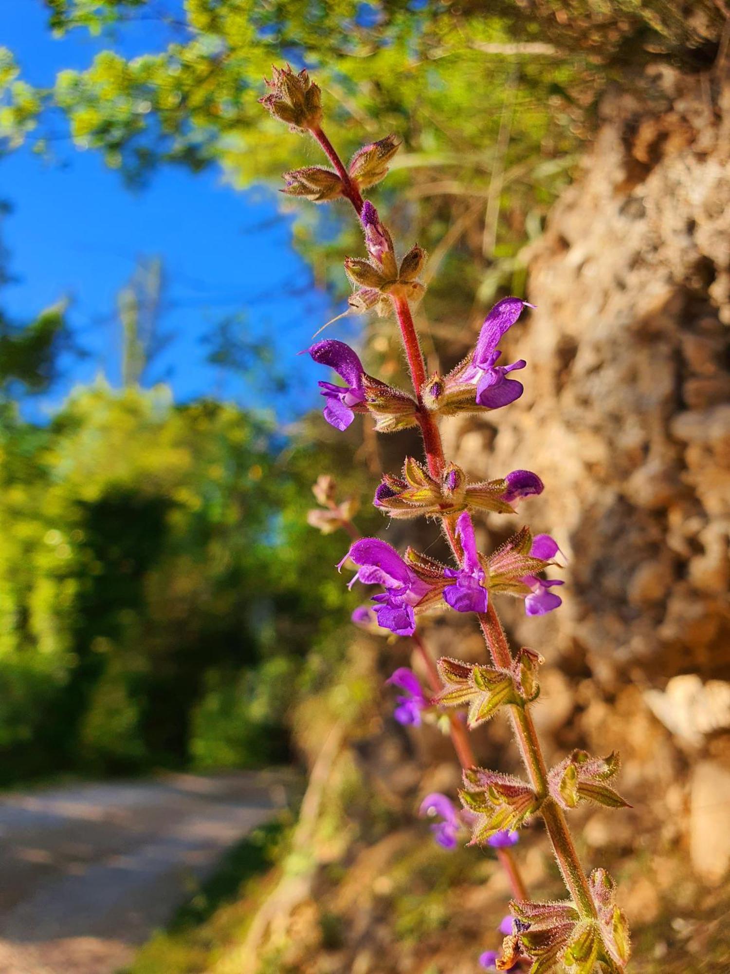 Violeta Hvar Hvar Town Zewnętrze zdjęcie